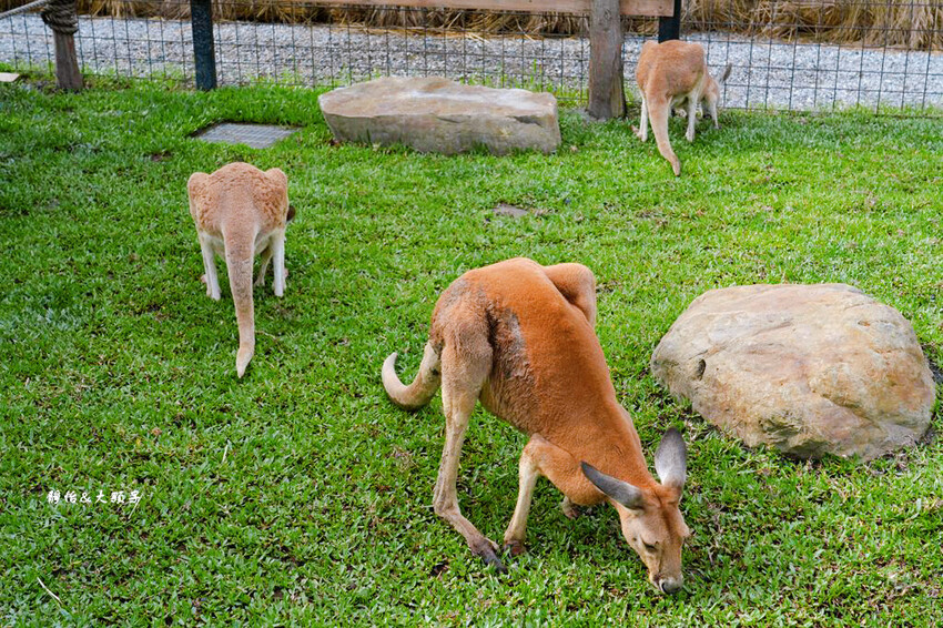 蘭陽動植物王國 ❙ 澳洲袋鼠近距離互動、兔豚鼠、水豚森林浴，