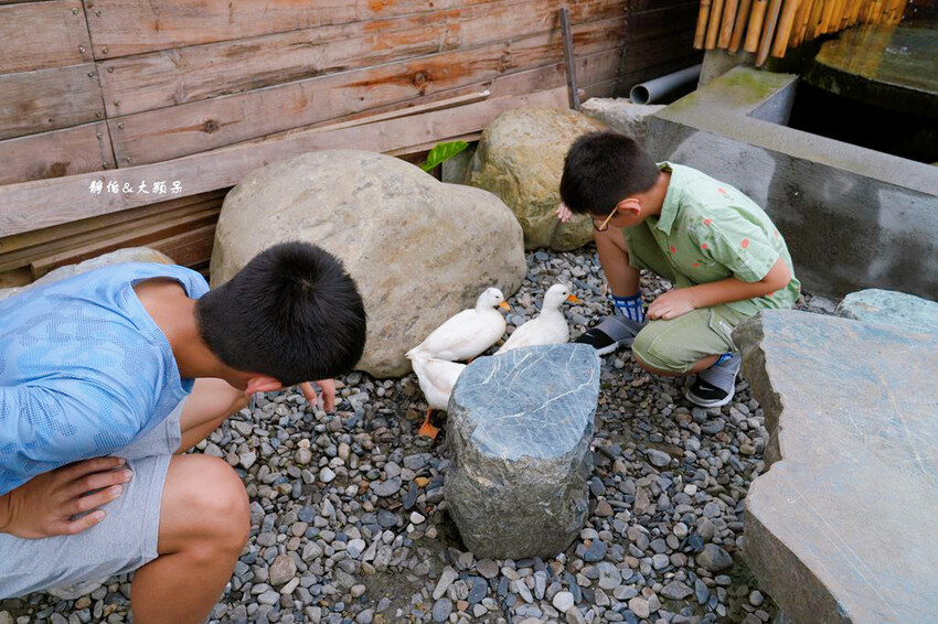 蘭陽動植物王國 ❙ 澳洲袋鼠近距離互動、兔豚鼠、水豚森林浴，