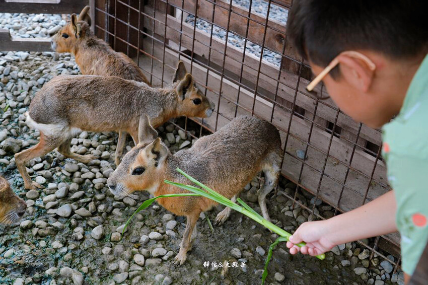 蘭陽動植物王國 ❙ 澳洲袋鼠近距離互動、兔豚鼠、水豚森林浴，