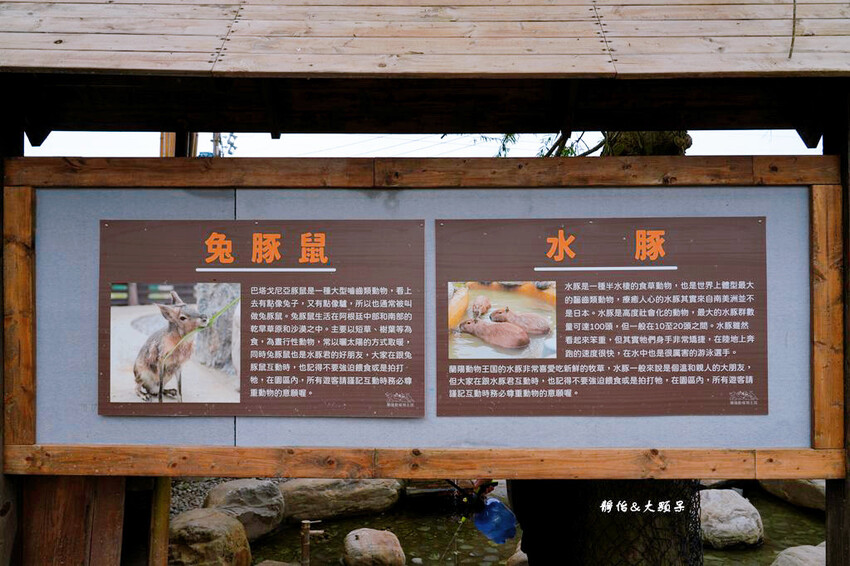 蘭陽動植物王國 ❙ 澳洲袋鼠近距離互動、兔豚鼠、水豚森林浴，