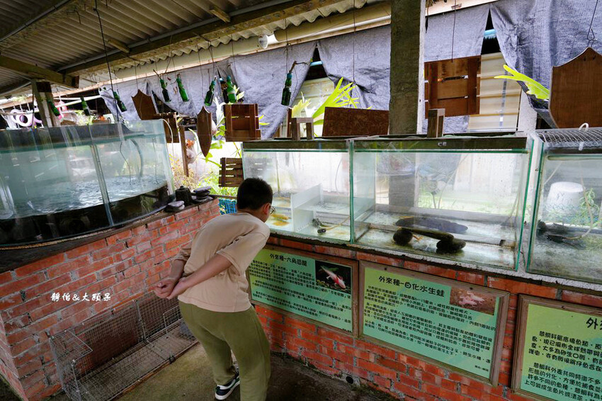 宜蘭親子農場,廣興農場,動物餵食、焢窯、 摸蜆、DIY體驗、