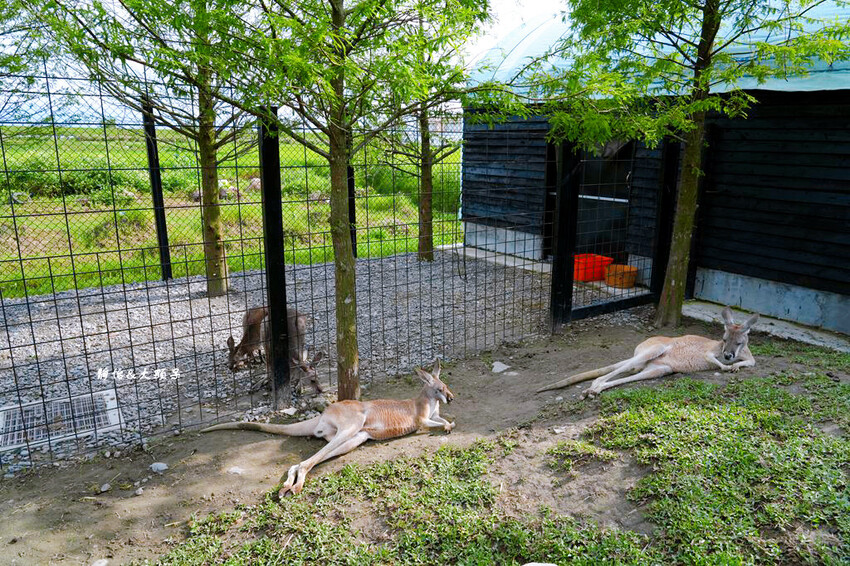 蘭陽動植物王國 ❙ 澳洲袋鼠近距離互動、兔豚鼠、水豚森林浴，