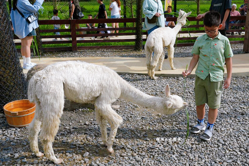 蘭陽動植物王國 ❙ 澳洲袋鼠近距離互動、兔豚鼠、水豚森林浴，