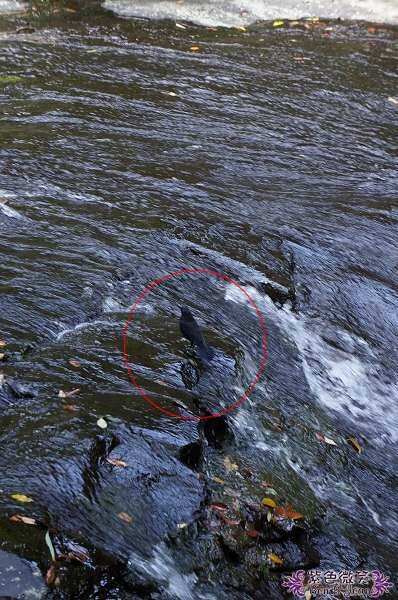 宜蘭縣礁溪鄉五峰旗瀑布＋抺茶山》爬山戲水烤肉好去處，瀑布步道輕鬆好走適合親子踏青！攻頂有著抺茶景色的一日郊山！