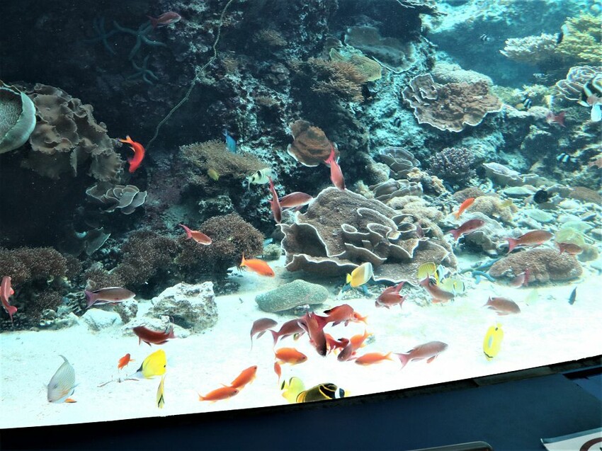 日本海洋博公園-沖繩美麗海水族館(美ら海水族館):必訪黑潮之海大水槽/巨大鯨鯊在你眼前悠游.超壯觀