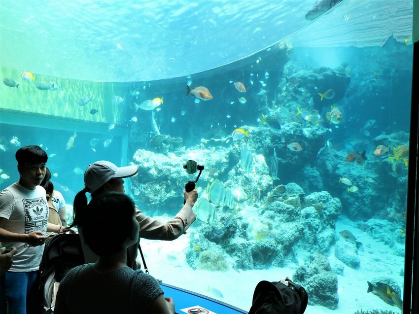 日本海洋博公園-沖繩美麗海水族館(美ら海水族館):必訪黑潮之海大水槽/巨大鯨鯊在你眼前悠游.超壯觀