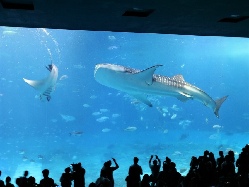 日本海洋博公園-沖繩美麗海水族館(美ら海水族館):必訪黑潮之海大水槽/巨大鯨鯊在你眼前悠游.超壯觀