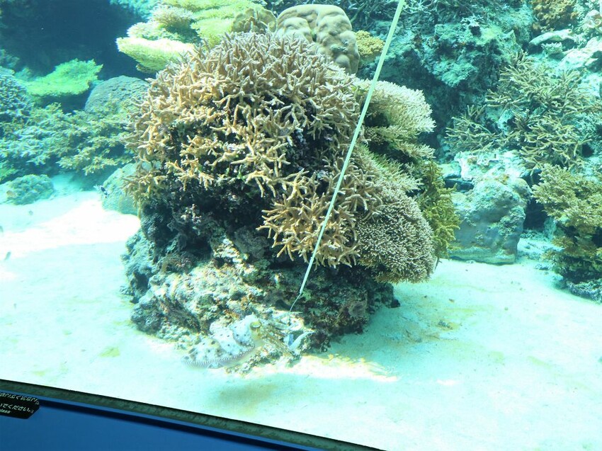 日本海洋博公園-沖繩美麗海水族館(美ら海水族館):必訪黑潮之海大水槽/巨大鯨鯊在你眼前悠游.超壯觀