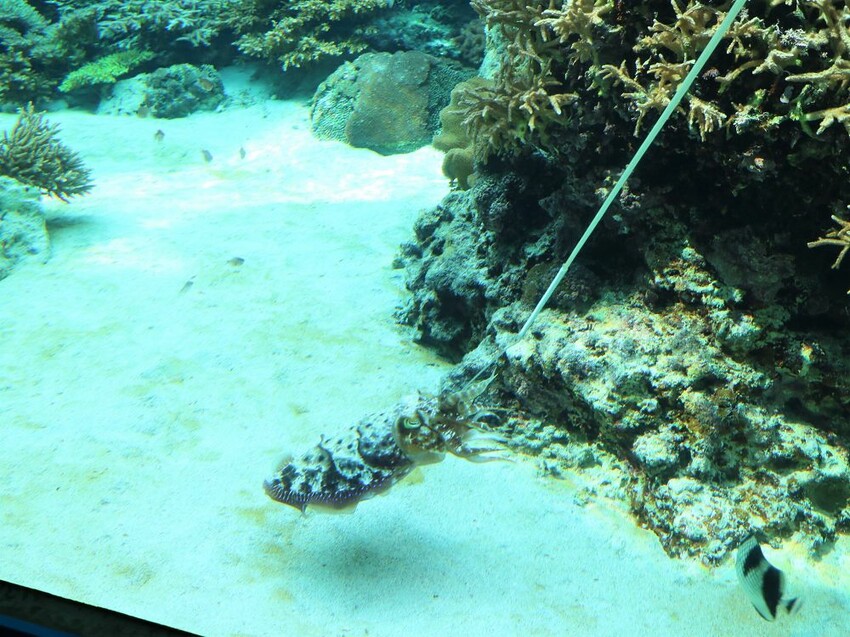 日本海洋博公園-沖繩美麗海水族館(美ら海水族館):必訪黑潮之海大水槽/巨大鯨鯊在你眼前悠游.超壯觀