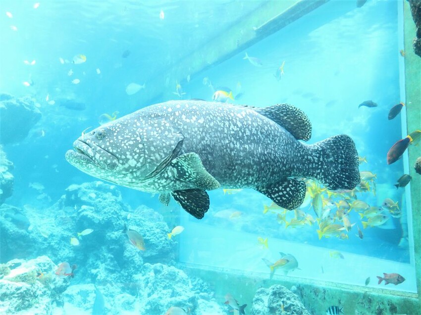 日本海洋博公園-沖繩美麗海水族館(美ら海水族館):必訪黑潮之海大水槽/巨大鯨鯊在你眼前悠游.超壯觀
