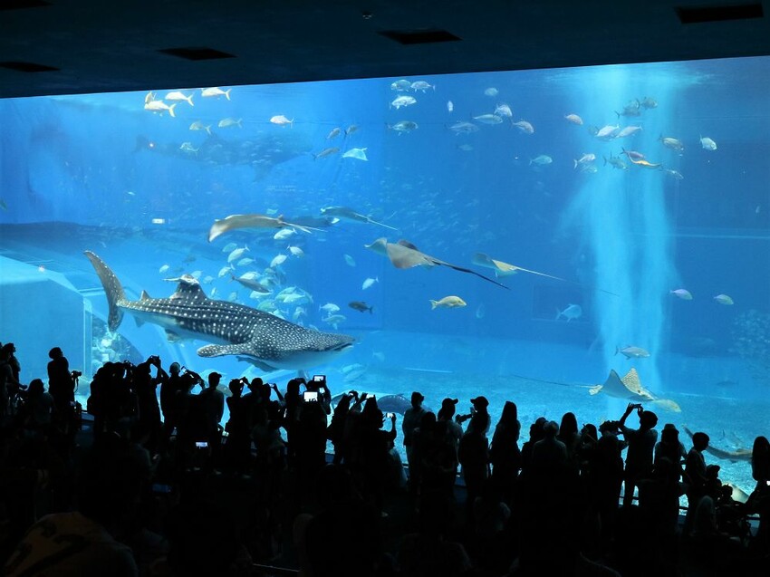 日本海洋博公園-沖繩美麗海水族館(美ら海水族館):必訪黑潮之海大水槽/巨大鯨鯊在你眼前悠游.超壯觀