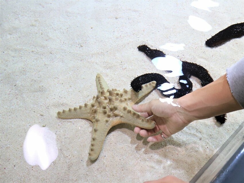 日本海洋博公園-沖繩美麗海水族館(美ら海水族館):必訪黑潮之海大水槽/巨大鯨鯊在你眼前悠游.超壯觀