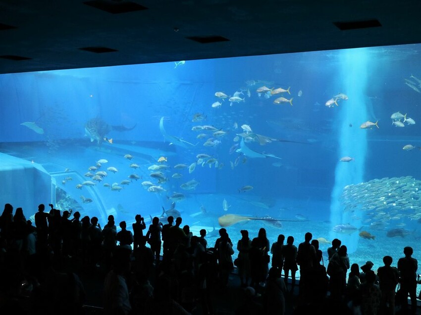 日本海洋博公園-沖繩美麗海水族館(美ら海水族館):必訪黑潮之海大水槽/巨大鯨鯊在你眼前悠游.超壯觀