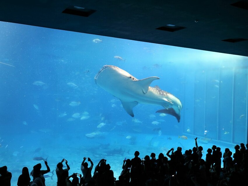日本海洋博公園-沖繩美麗海水族館(美ら海水族館):必訪黑潮之海大水槽/巨大鯨鯊在你眼前悠游.超壯觀