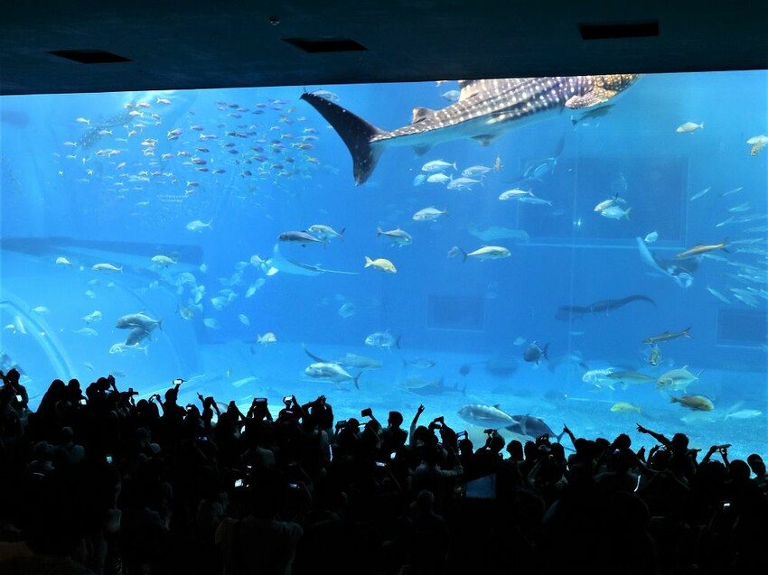 日本海洋博公園-沖繩美麗海水族館(美ら海水族館):必訪黑潮之海大水槽/巨大鯨鯊在你眼前悠游.超壯觀