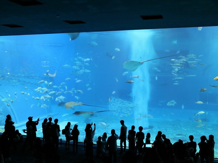 日本海洋博公園-沖繩美麗海水族館(美ら海水族館):必訪黑潮之海大水槽/巨大鯨鯊在你眼前悠游.超壯觀
