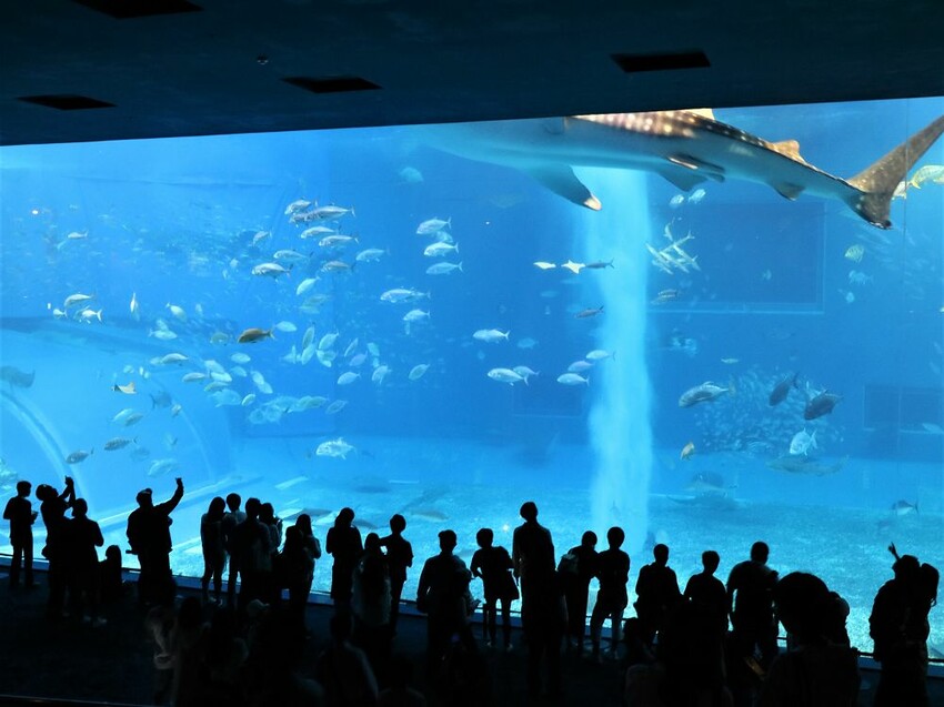 日本海洋博公園-沖繩美麗海水族館(美ら海水族館):必訪黑潮之海大水槽/巨大鯨鯊在你眼前悠游.超壯觀