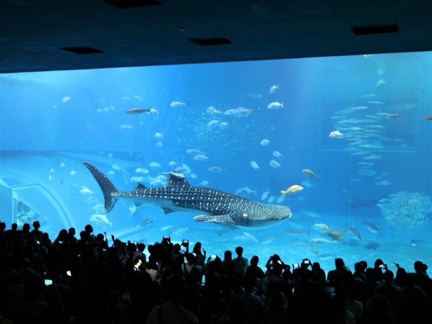 日本海洋博公園-沖繩美麗海水族館(美ら海水族館):必訪黑潮之海大水槽/巨大鯨鯊在你眼前悠游.超壯觀