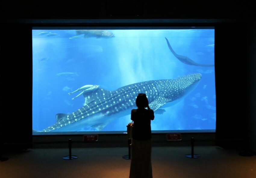 日本海洋博公園-沖繩美麗海水族館(美ら海水族館):必訪黑潮之海大水槽/巨大鯨鯊在你眼前悠游.超壯觀