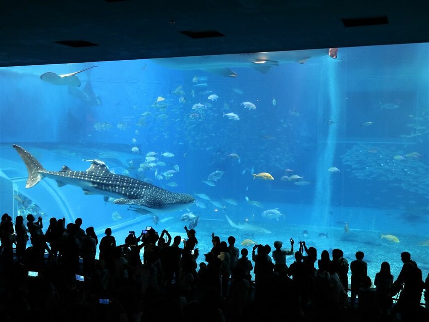 日本海洋博公園-沖繩美麗海水族館(美ら海水族館):必訪黑潮之海大水槽/巨大鯨鯊在你眼前悠游.超壯觀