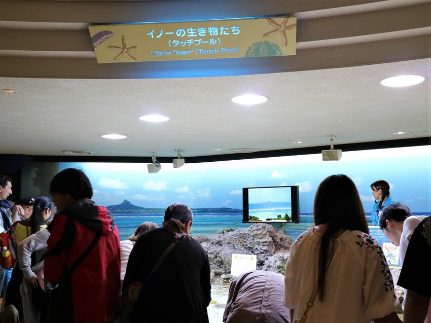 日本海洋博公園-沖繩美麗海水族館(美ら海水族館):必訪黑潮之海大水槽/巨大鯨鯊在你眼前悠游.超壯觀