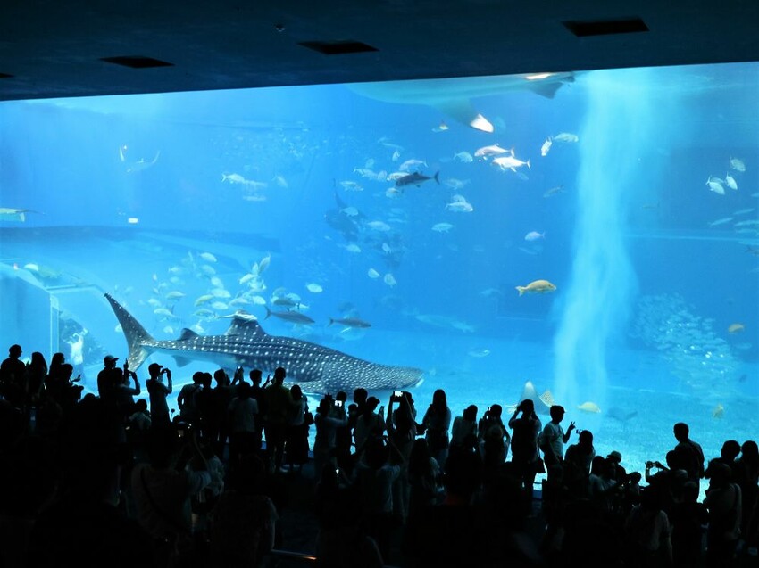 日本海洋博公園-沖繩美麗海水族館(美ら海水族館):必訪黑潮之海大水槽/巨大鯨鯊在你眼前悠游.超壯觀