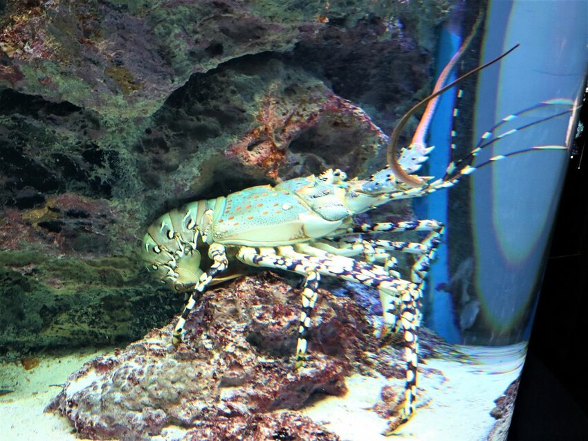 日本海洋博公園-沖繩美麗海水族館(美ら海水族館):必訪黑潮之海大水槽/巨大鯨鯊在你眼前悠游.超壯觀