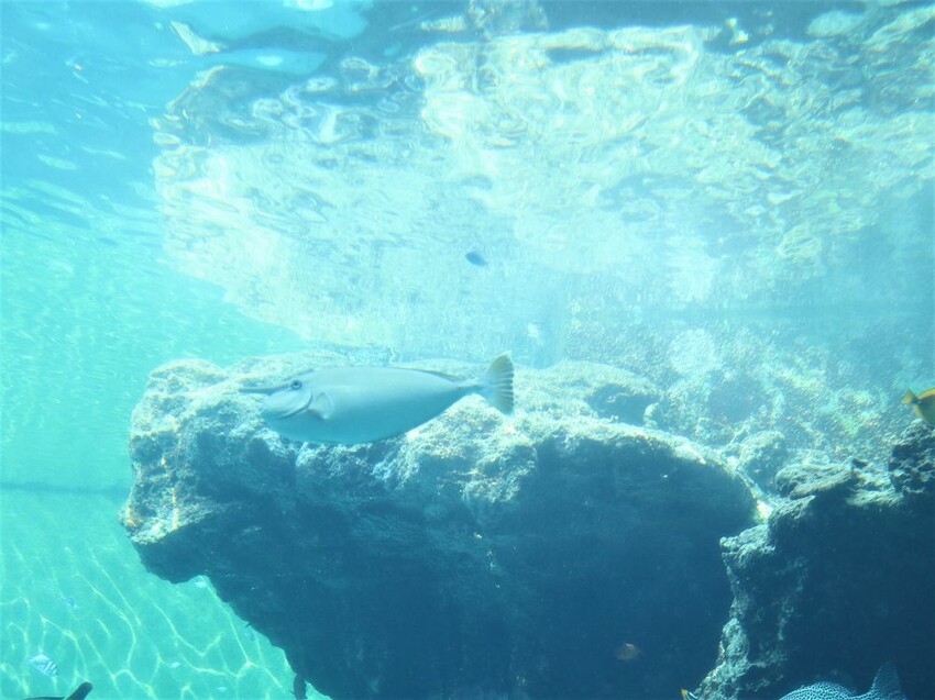 日本海洋博公園-沖繩美麗海水族館(美ら海水族館):必訪黑潮之海大水槽/巨大鯨鯊在你眼前悠游.超壯觀