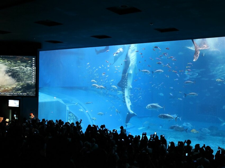 日本海洋博公園-沖繩美麗海水族館(美ら海水族館):必訪黑潮之海大水槽/巨大鯨鯊在你眼前悠游.超壯觀