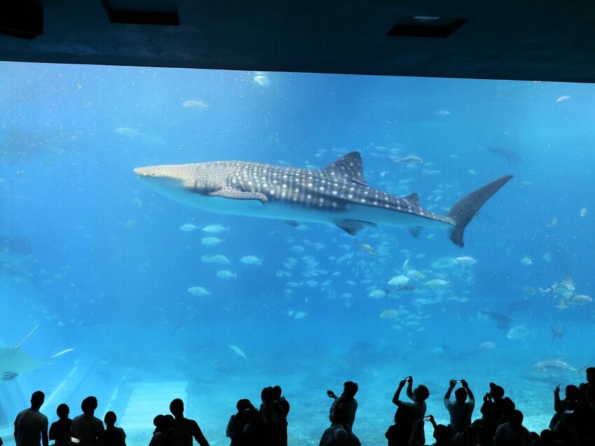 日本海洋博公園-沖繩美麗海水族館(美ら海水族館):必訪黑潮之海大水槽/巨大鯨鯊在你眼前悠游.超壯觀
