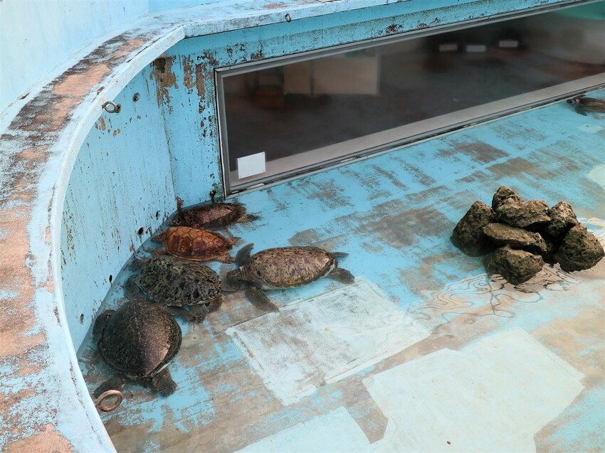 日本海洋博公園-沖繩美麗海水族館(美ら海水族館):必訪黑潮之海大水槽/巨大鯨鯊在你眼前悠游.超壯觀