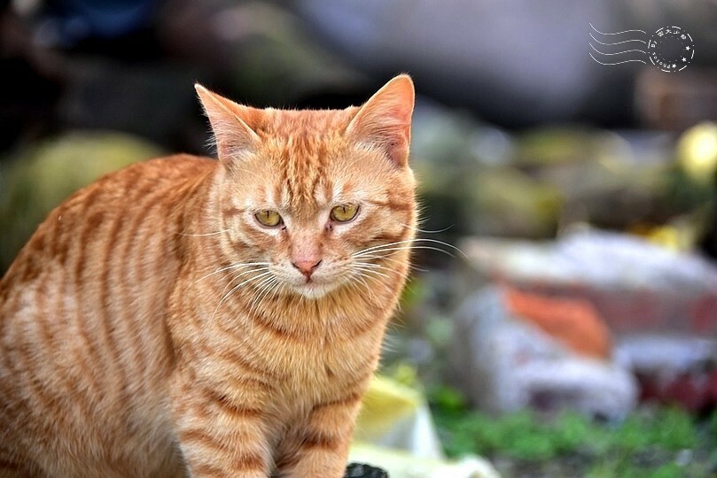 橘貓 橘貓