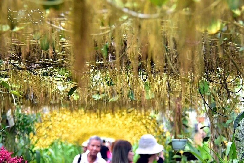 文心蘭黃金隧道