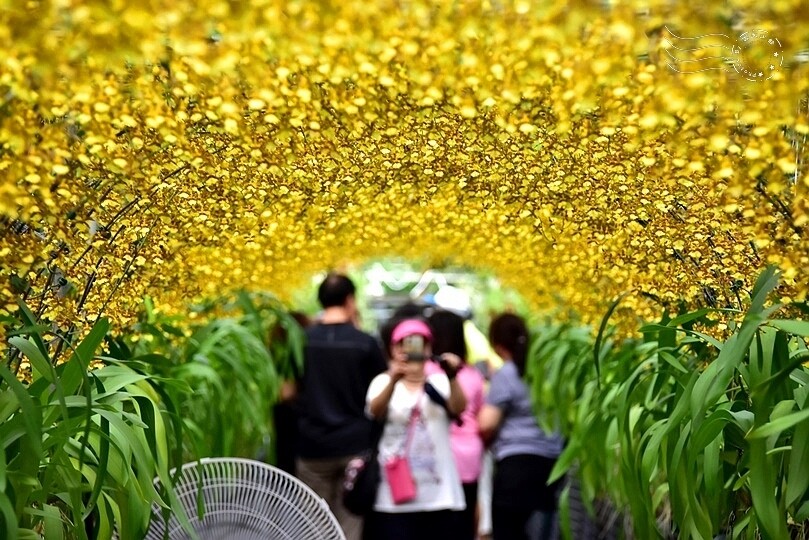 文心蘭黃金隧道