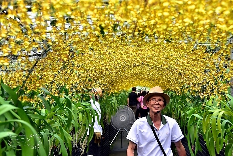 文心蘭黃金隧道