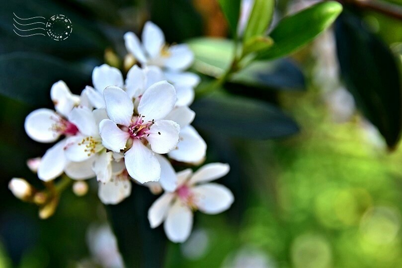 厚葉石斑木 厚葉石斑木