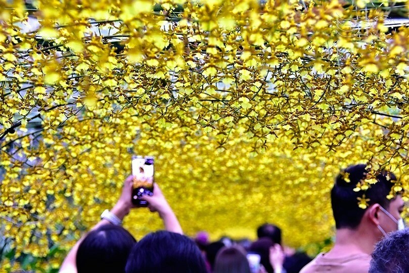 文心蘭黃金隧道