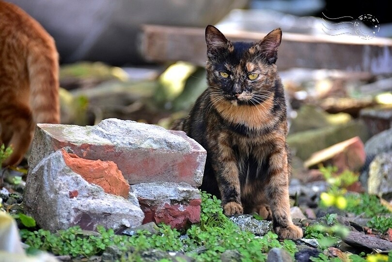三花貓 三花貓