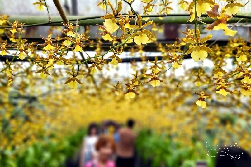 文心蘭黃金隧道