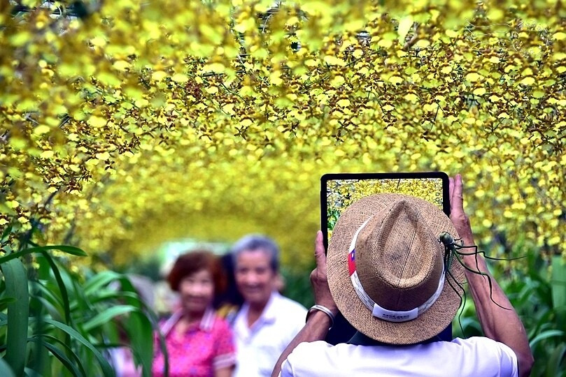 文心蘭黃金隧道