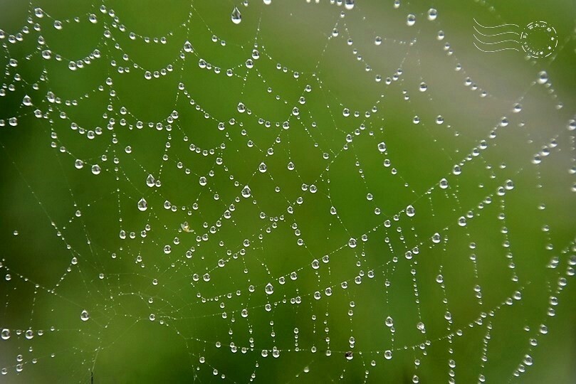 三芝田心子:蜘蛛網