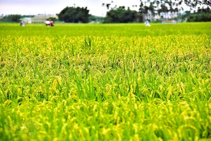 冬山三奇美徑伯朗大道