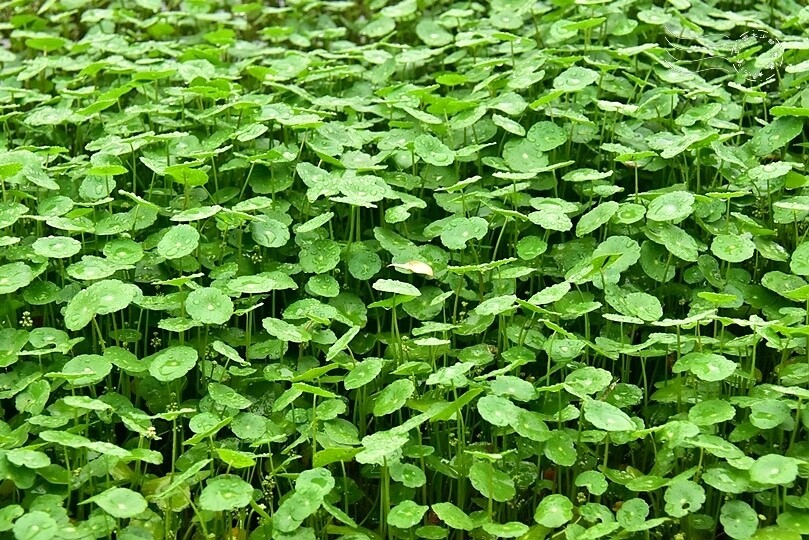 三芝田心子:銅錢草