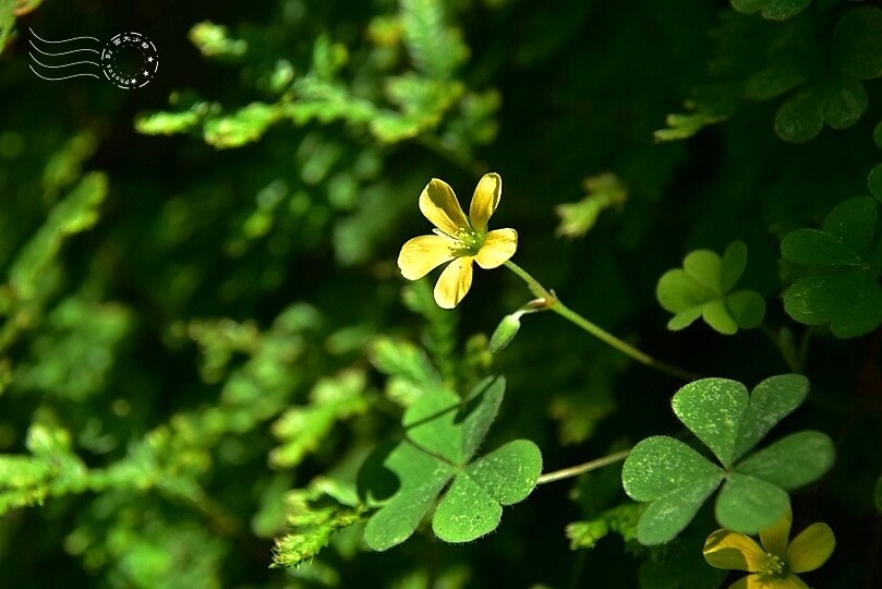 黃花酢醬草 黃花酢醬草