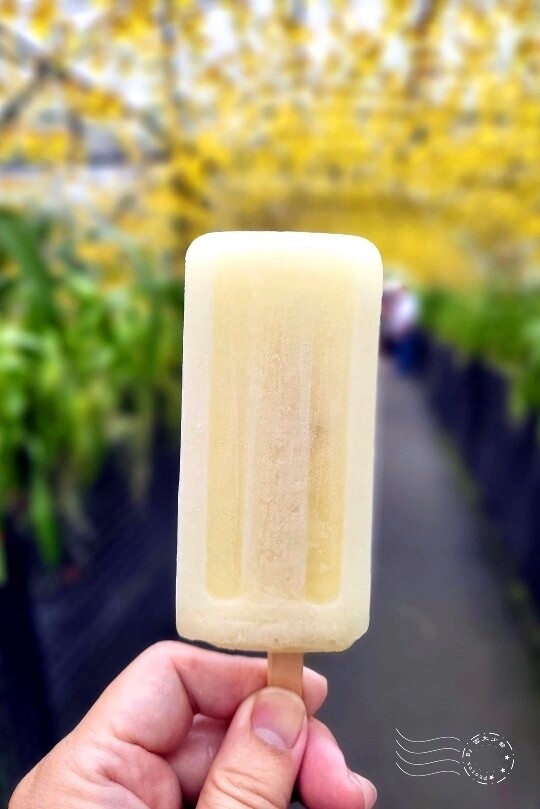 金甡花卉農場冰棒