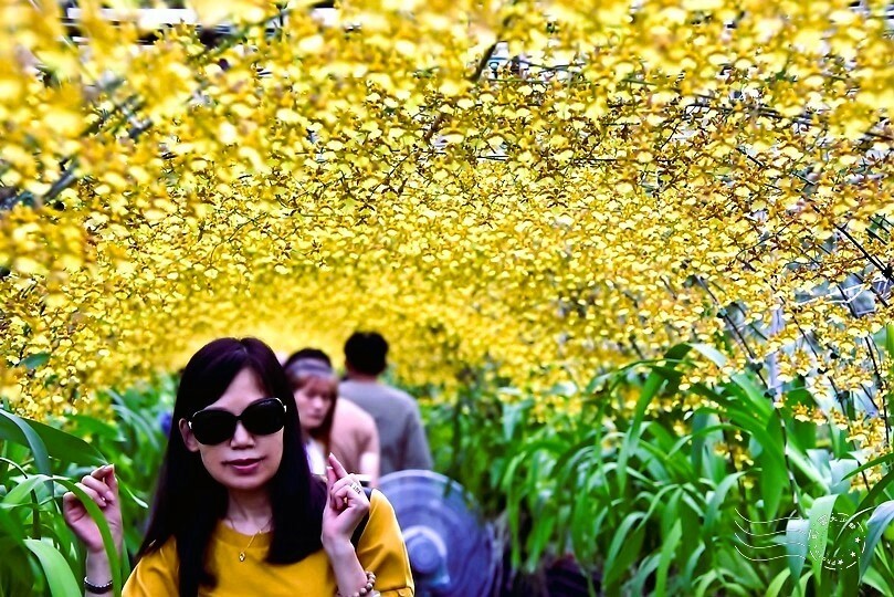 文心蘭黃金隧道