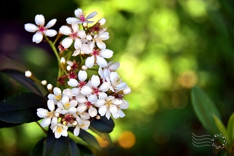 厚葉石斑木 厚葉石斑木
