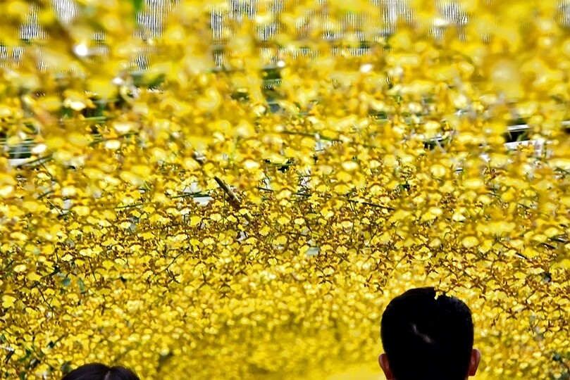 文心蘭黃金隧道