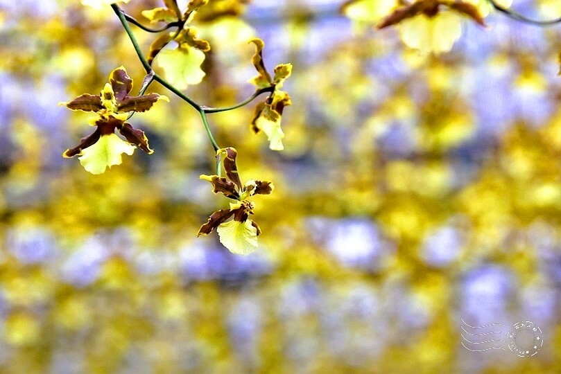 文心蘭黃金隧道