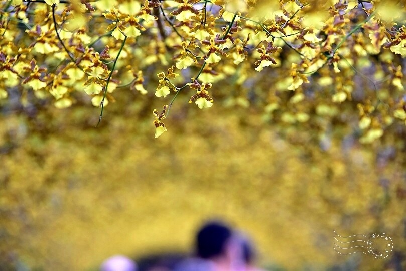 文心蘭黃金隧道